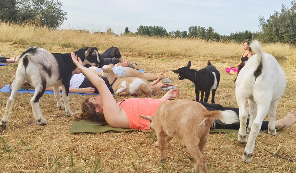 yoga goats